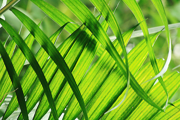 포토 JPG 해외이미지 모양 식물 백그라운드 잎 패턴 부분 자연 표면 손바닥 사람없음 야외 그래픽 초록색 여름 빛 정원 힘 봄 줄무늬 부채 보호 숲 그늘 묘사 질감 윤곽 내추럴 이국적 해외202004 해외포토 손 계절 컬러 컨셉 무늬 생태계 파일형식 이미지허브