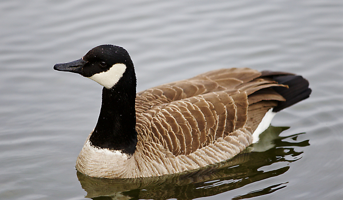 포토 JPG 해외이미지 백그라운드 캐나다 사람없음 갈색 검은색 놀람 회색 그림 거위 고립 해외202004 해외포토 감정 컬러 북아메리카 조류 표정 파일형식 이미지허브