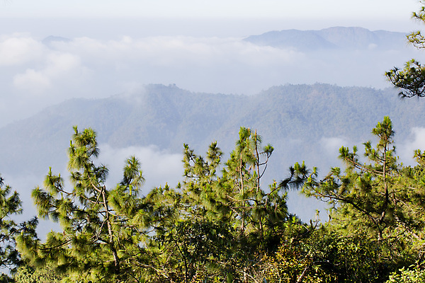포토 JPG 해외이미지 나무 식물 1 계절 공원 줄기 백그라운드 잎 밭 자연 하늘 날씨 새로움 건조 풍경 사람없음 야외 목재 초록색 여름 갈색 노란색 우주 맑음 봄 가을 나뭇가지 신선 큼 오브젝트 싱글 유기농 장면 나무껍질 옛날 해외202004 해외포토 웰빙 공공시설 컬러 컨셉 농업 재료 껍질 크기 생태계 파일형식 이미지허브