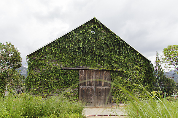 포토 JPG 해외이미지 나무 식물 외관 꽃 벽 백그라운드 잎 패턴 건축양식 자연 출입구 주택 사람없음 야외 건물 목재 장식 초록색 여름 문 정원 수확 골동품 성장 덮개 시골 덩굴 숲 질감 복고 포도나무 아이비 내추럴 옛날 해외202004 해외포토 건축물 계절 건축 컬러 무늬 농업 재료 뚜껑 과일나무 생태계 파일형식 이미지허브