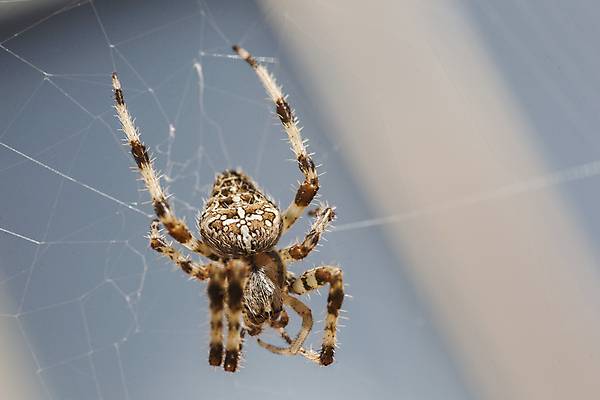 포토 JPG 해외이미지 동물 유럽 야생동물 곤충 백그라운드 십자가 패턴 자연 사람없음 초록색 여름 갈색 정원 검은색 웹 흰색 그물 네트워크 닫기 벌레 위험 무서움 거미줄 묘사 육식동물 거미 올가미 내추럴 고립 동물상 오싹 해외202004 해외포토 계절 감정 나라 컬러 컨셉 무늬 인터넷 모션 조형물 생태계 파일형식 이미지허브