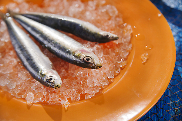 포토 JPG 해외이미지 접시 식재료 실내 근접촬영 사람없음 얼음 신선 파란배경 멸치 앤초비 해외202004 해외포토 자연요소 식기 뷰포인트 백그라운드 어류 내부 파란색 파일형식 이미지허브