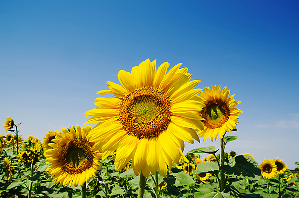 포토 JPG 해외이미지 구름 꽃 백그라운드 꽃밭 자연 해바라기 근접촬영 사람없음 초록색 여름 햇빛 노란색 맑음 해외202004 해외포토 자연요소 식물 계절 뷰포인트 컬러 날씨 태양 생태계 파일형식 이미지허브