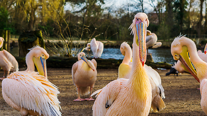 포토 JPG 해외이미지 동물 유럽 아시아 호수 얼굴 야생동물 분홍색 가족 자연 조류 함께함 동물원 동양인 사람없음 물 강 머리 흰색 연못 그룹 습지 큼 펠리컨 국자 부리 동쪽 계산서 동물상 파우치 해외202004 해외포토 자연요소 나라 컬러 컨셉 가방 관계 주방용품 인종 신체부위 조형물 크기 방향 생태계 파일형식 이미지허브