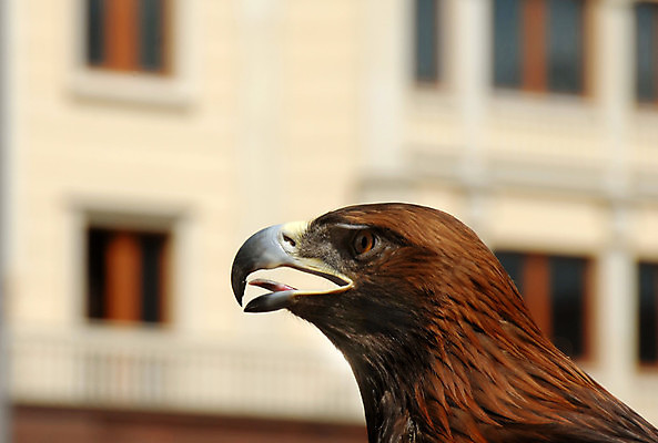 포토 JPG 해외이미지 동물 응시 여자 야생동물 자연 조류 거리 사람 성인 사람없음 야외 옆모습 갈색 머리 힘 위험 큼 혀 깃털 부리 독수리 육식동물 심각 해외202004 해외포토 시선 뷰포인트 컬러 컨셉 신체부위 입 크기 생태계 파일형식 이미지허브