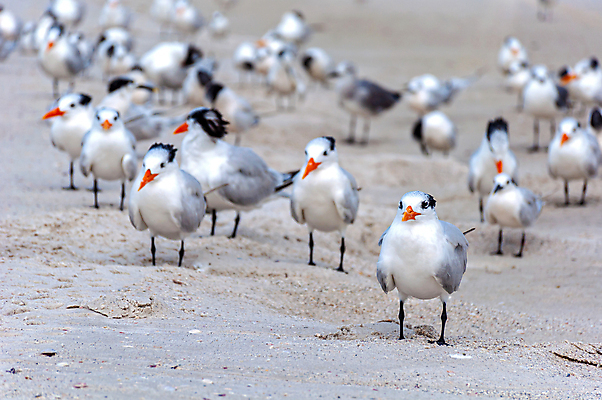 포토 JPG 해외이미지 동물 응시 야생동물 모래 바다 날개 자연 갈매기 조류 날씨 따뜻함 풍경 사람없음 야외 여름 파란색 컬러풀 평화 환경 미국 자유 흰색 깃털 검색 부리 흐림 내추럴 무료 많음 플로리다 해외202004 해외포토 시선 계절 컬러 컨셉 북아메리카 생태계 파일형식 이미지허브