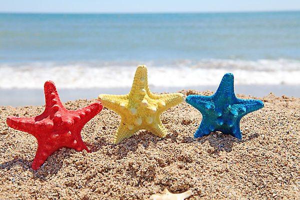 포토 JPG 해외이미지 동물 별 모래 파도 바다 휴가 불가사리 사람없음 빨간색 물 여름 파란색 컬러풀 노란색 껍질 닫기 해외202004 해외포토 자연요소 계절 컬러 모션 극피동물 파일형식 이미지허브