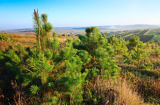 포토 JPG 해외이미지 나무 식물 계절 공원 백그라운드 단풍 잎 자연 추상 풍경 사람없음 야외 빨간색 초록색 여름 빛 햇빛 태양 노란색 걷기 일본 활발 하이킹 안개 성장 가을 나뭇가지 황금 숲 오솔길 장면 빛망울 10월 멀티 해외202004 해외포토 자연요소 공공시설 아시아 길 컬러 컨셉 무늬 모션 레저 날씨 날짜 생태계 파일형식 이미지허브