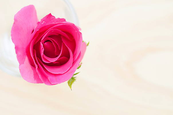 포토 JPG 해외이미지 식물 기념일 꽃잎 꽃 분홍색 결혼 백그라운드 자연 유리 벽지 엄마 친절 발렌타인데이 사랑 사람없음 목재 세로 장미 정원 봄 벚꽃 인사 신선 신용카드 생일 크림 질감 부드러움 해외202004 해외포토 나무 계절 감정 컬러 재료 가족 데이이벤트 재질 이벤트 금융 예절 감각 생태계 파일형식 이미지허브