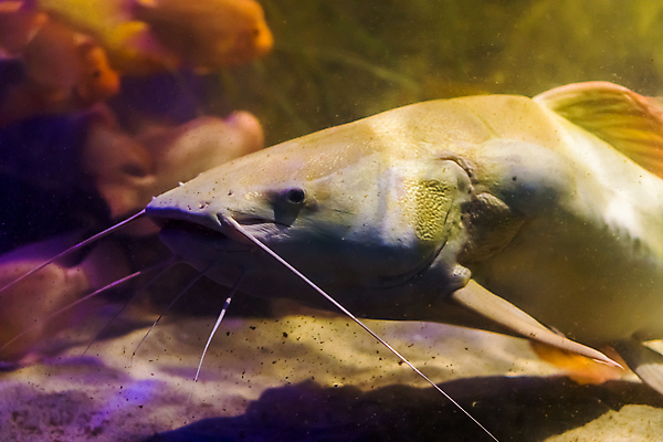 포토 JPG 해외이미지 동물 호수 얼굴 스포츠 바다 오렌지 낚시 수염 어류 사람없음 빨간색 물 반려동물 강 노란색 머리 고양이 흰색 신선 변화 큼 꼬리 수족관 대야 민물 수경재배 아마존 이국적 인기 해외202004 해외포토 자연요소 컬러 컨셉 과일 포유류 레저 신체부위 수중동물 크기 파일형식 이미지허브