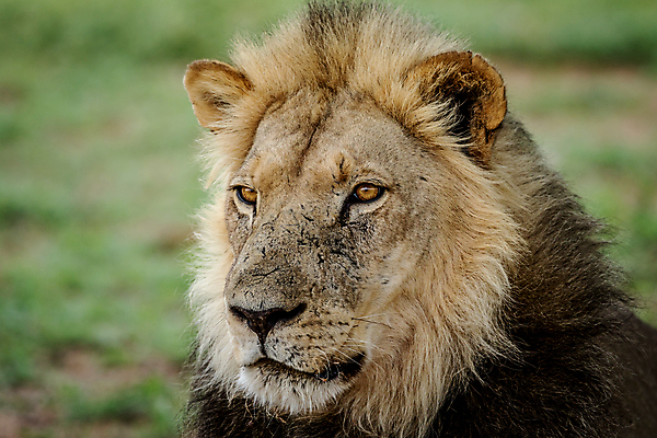 포토 JPG 해외이미지 동물 야생동물 여행 포유류 아프리카 자연 생물 털 동물원 사람없음 환경 고양이 힘 분노 황무지 위험 사자 큼 왕 모피 사파리 리더 육식동물 사냥꾼 멸종 사자자리 표범 내추럴 사바나 웅장함 해외202004 해외포토 직업 감정 나라 컨셉 반려동물 별자리 크기 생태계 파일형식 이미지허브