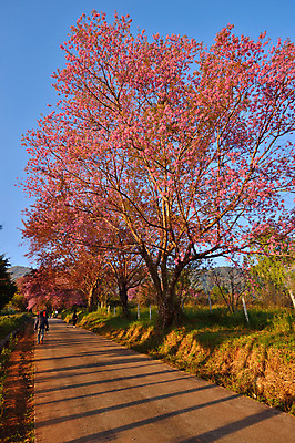 포토 JPG 해외이미지 나무 식물 계절 공원 꽃잎 꽃 아시아 도로 분홍색 백그라운드 잎 겨울 꽃무늬 태국 자연 하늘 발렌타인데이 사람없음 야외 목재 초록색 파란색 컬러풀 정원 봄 성장 벚꽃 나뭇가지 신선 체리 달콤 순수 묘사 북쪽 동쪽 내추럴 히말라야 해외202004 해외포토 공공시설 나라 길 컬러 컨셉 무늬 과일 재료 교통시설 데이이벤트 맛 방향 생태계 파일형식 산맥 이미지허브