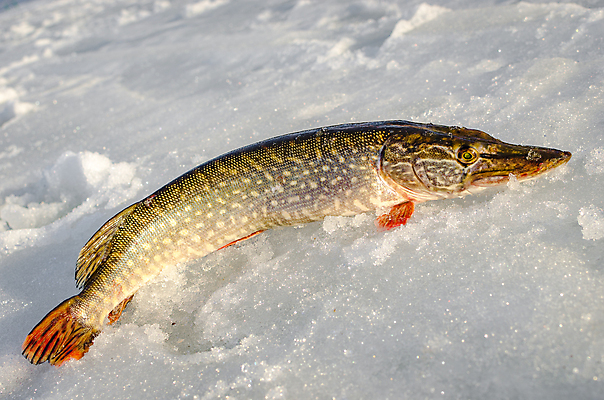 포토 JPG 해외이미지 계절 호수 스포츠 여행 겨울 자연 성공 어류 취미 사람없음 야외 물 강 냉동 얼음 추위 흰색 나사 잡기 구멍 낚시꾼 민물 해외202004 해외포토 자연요소 컬러 컨셉 모션 수중동물 공구 생태계 파일형식 이미지허브