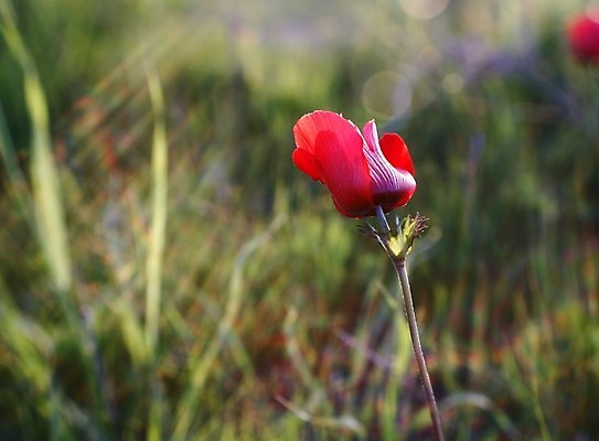 포토 JPG 해외이미지 식물 계절 꽃잎 꽃 백그라운드 잎 꽃무늬 밭 자연 풍경 사람없음 야외 초록색 여름 빛 햇빛 태양 정원 맑음 봄 벚꽃 개화 양귀비 내추럴 해외202004 해외포토 자연요소 컬러 무늬 농업 날씨 생태계 파일형식 이미지허브