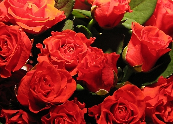 포토 JPG 해외이미지 식물 꽃 사람없음 빨간색 장미 정원 벚꽃 개화 다발 해외202004 해외포토 컬러 파일형식 이미지허브