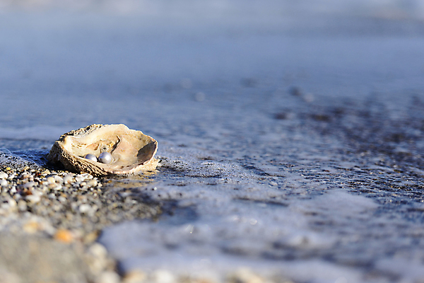 포토 JPG 해외이미지 산업 문화 바다 섬 여행 휴가 조개 선물 사람없음 경제 유행 껍질 굴 화려 고급 우아함 은색 보석 휴양지 기념품 태평양 방문 밭일 여의주 해외202004 해외포토 컬러 컨셉 어패류 장소 광석 오브젝트 파일형식 이미지허브
