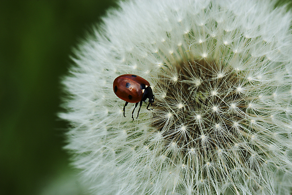 포토 JPG 해외이미지 식물 동물 1 계절 야생동물 곤충 자연 하늘 사람없음 야외 빨간색 초록색 여름 파란색 검은색 화목 봄 활발 흰색 닫기 작음 민들레 딱정벌레 생물학 무당벌레 슛 해외202004 해외포토 교육 꽃 컬러 컨셉 모션 크기 생태계 파일형식 이미지허브