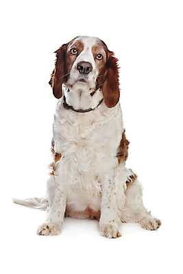 포토 JPG 해외이미지 스튜디오촬영 동물 백그라운드 포유류 실내 사람없음 반려동물 가축 스패니얼 흰색 개 흰배경 송곳니 기르기 옛날 유래 순종 해외202004 해외포토 컬러 내부 치아 왕 돌봄 파일형식 이미지허브