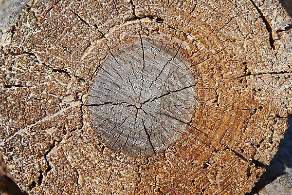 포토 JPG 해외이미지 백그라운드 패턴 자연 사람없음 목재 갈색 반지 원형 센터 균열 낟알 장작 자르기 질감 매듭 통나무 잡동사니 다리찢기 내추럴 수목 해외202004 해외포토 도형 나무 컬러 무늬 재료 장신구 모션 생태계 파일형식 이미지허브