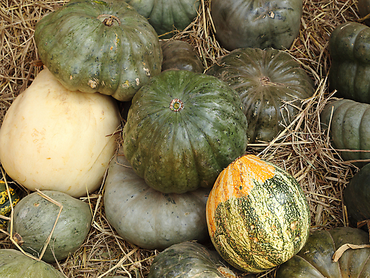 포토 JPG 해외이미지 식물 계절 음식 백그라운드 밭 농업 채소 오렌지 과일 부분 태국 자연 호박 휴가 사람없음 초록색 농장 노란색 정원 축제 할로윈 수확 성장 가을 흰색 신선 작음 큼 11월 유기농 날것 박 밀짚 스쿼시 흙더미 10월 내추럴 밭일 숙성 채식주의자 많음 해외202004 해외포토 웰빙 산업 아시아 스포츠 컬러 컨셉 구기 흙 날짜 짚 크기 생태계 채식 파일형식 더미 이미지허브