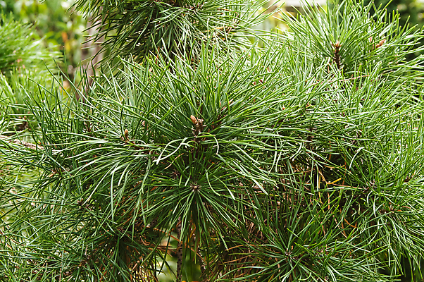 포토 JPG 해외이미지 나무 식물 별 백그라운드 잎 패턴 자연 지팡이 조명 매달리기 사람없음 목재 장식 초록색 여름 태양 정원 봄 가을 흰색 나뭇가지 신선 가시 숲 배열 아로마 부드러움 향 상록수 침엽수 아로마테라피 전나무 고립 삼나무 가문비나무 해외202004 해외포토 자연요소 계절 컬러 무늬 재료 모션 감각 생태계 테라피 파일형식 이미지허브