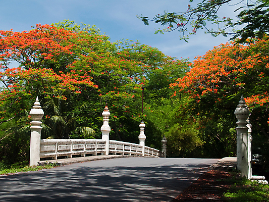 포토 JPG 해외이미지 나무 식물 꽃 아시아 도로 여행 십자가 잎 건축양식 가족 교통시설 태국 자연 불 사람없음 장식 빨간색 물 컬러풀 작음 진홍색 내추럴 강렬 넘어짐 콘크리트 해외202004 해외포토 자연요소 건축 나라 길 컬러 교통 관계 모션 크기 시설 생태계 파일형식 이미지허브