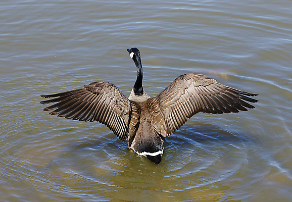 포토 JPG 해외이미지 캐나다 날개 함께함 사람없음 물 머리 검은색 수영 힘 흰색 목 거위 해외202004 해외포토 자연요소 컬러 컨셉 북아메리카 조류 신체부위 수상스포츠 파일형식 이미지허브