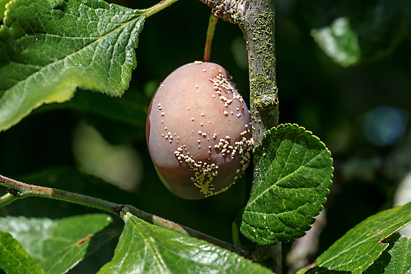 포토 JPG 해외이미지 나무 음식 과일 사람없음 흰색 질병 자두 곰팡이 썩음 해외202004 해외포토 식물 컬러 의학 파일형식 이미지허브
