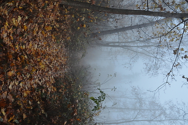 포토 JPG 해외이미지 나무 계절 길 잎 자연 아침 날씨 그림자 풍경 사람없음 파란색 빛 검은색 어둠 안개 가을 야간 저녁 숲 신비 공상 마법 땅바닥 뿌연 해외202004 해외포토 주간 자연요소 식물 컬러 컨셉 바닥 생태계 파일형식 이미지허브