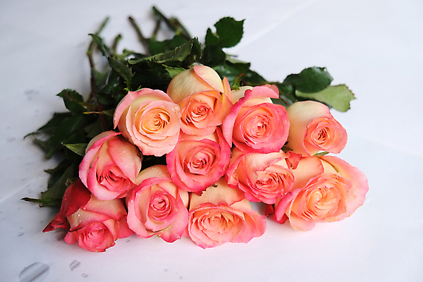 포토 JPG 해외이미지 식물 계절 꽃잎 꽃 꽃다발 잎 꽃무늬 오렌지 자연 발렌타인데이 종류 사랑 사람없음 컬러풀 장미 노란색 벚꽃 축하 신선 개화 가시 산호 자르기 다발 배열 유기농 향기 열정 해외202004 해외포토 웰빙 감정 컬러 컨셉 무늬 과일 모션 데이이벤트 자포동물 생태계 냄새 파일형식 이미지허브