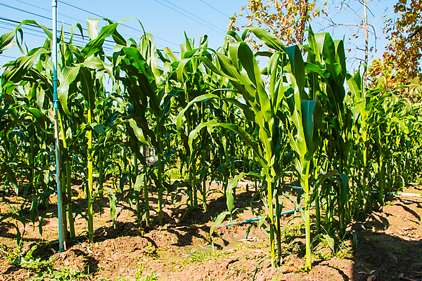 포토 JPG 해외이미지 나무 식물 구름 계절 음식 잎 밭 농업 채소 자연 바람 건강 옥수수 씨앗 풍경 사람없음 초록색 여름 농작물 농장 쌓기 환경 정원 에너지 수확 성장 시골 닫기 낟알 시리얼 아래 허브 유기농 밭일 심기 수평선 해외202004 해외포토 자연요소 웰빙 산업 컬러 모션 날씨 곡류 방향 생태계 위치 파일형식 이미지허브