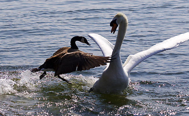 포토 JPG 해외이미지 동물 응시 감정 호수 야생동물 포즈 백그라운드 2 캐나다 날개 조류 서기 사람없음 초록색 물 갈색 검은색 힘 놀람 경쟁 회색 분노 흰색 쌍 떨어짐 작음 큼 심볼 그림 싸움 시력 백조 쏟아짐 거위 고립 벙어리 순간 전국 특별함 해외202004 해외포토 자연요소 시선 컬러 컨셉 북아메리카 모션 표정 크기 파일형식 이미지허브