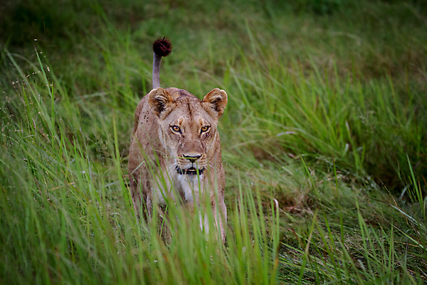 포토 JPG 해외이미지 동물 여자 야생동물 여행 포유류 아프리카 자연 생물 털 동물원 사람없음 환경 고양이 힘 분노 황무지 위험 사자 큼 왕 모피 사파리 리더 육식동물 사냥꾼 멸종 사자자리 표범 내추럴 사바나 웅장함 해외202004 해외포토 직업 감정 나라 컨셉 사람 반려동물 별자리 크기 생태계 파일형식 이미지허브