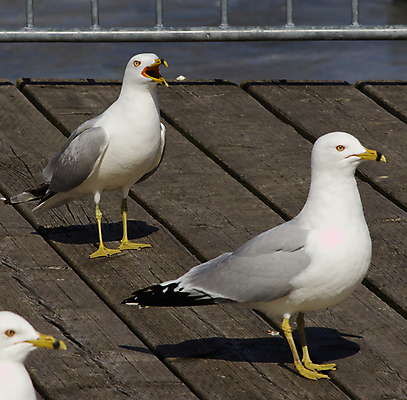 포토 JPG 해외이미지 응시 날개 갈매기 조류 사람없음 머리 회색 분노 흰색 표현 관찰 반지 은색 검색 호기심 열정 계산서 비명 해외202004 해외포토 동물 시선 감정 컬러 컨셉 장신구 모션 신체부위 파일형식 이미지허브