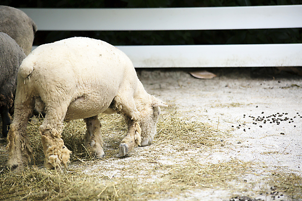 포토 JPG 해외이미지 동물 1 응시 과학 백그라운드 겨울 밭 농업 포유류 자연 털 사람없음 야외 여름 농장 농사 가축 다양 흰색 자녀 시골 양 볏짚 방목 먹기 호기심 생물학 부드러움 양고기 노려봄 내추럴 외양간 양모 양털 천진난만 초식 혼자 카피스페이스 해외202004 해외포토 시선 계절 교육 감정 산업 컬러 다수 컨셉 모션 표정 육류 공백 직물 감각 짚 축산업 생태계 파일형식 이미지허브