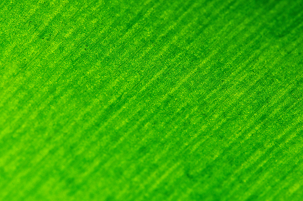 포토 JPG 해외이미지 나무 식물 계절 백그라운드 잎 패턴 자연 벽지 추상 사람없음 초록색 여름 빛 환경 정원 봄 신선 묘사 유기농 질감 정맥 내추럴 생태학 해외202004 해외포토 웰빙 교육 컬러 무늬 생태계 혈관 파일형식 이미지허브