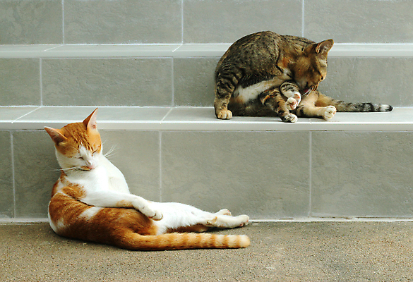 포토 JPG 해외이미지 동물 1 포즈 백그라운드 장난 포유류 발 태국 털 건강 동양인 성인 사람없음 여름 파란색 반려동물 계단 고양이 회색 흰색 점 핥기 씻기 빨래 은색 청소 혀 입술 얼룩무늬 솜털 몸단장 고립 기르기 스라소니 그루밍 해외202004 해외포토 계절 아시아 컬러 가사 무늬 모션 사람 인종 신체부위 청결 입 돌봄 파일형식 이미지허브