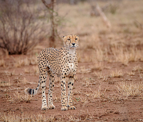 포토 JPG 해외이미지 동물 야생동물 포유류 아프리카 자연 사람없음 고양이 보호 사파리 육식동물 멸종 치타 남아프리카 해외202004 해외포토 나라 컨셉 반려동물 생태계 파일형식 이미지허브