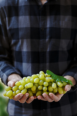 포토 JPG 해외이미지 식물 손 남자 음식 잎 농업 다이어트 과일 자연 포도 노동자 건강 사람 사람없음 빨간색 초록색 여름 파란색 와인 보라색 수확 가을 시골 신선 잡기 농부 다발 수집 유기농 포도밭 포도나무 진흙 내추럴 깊이 밭일 숙성 양조장 해외202004 해외포토 직업 웰빙 계절 산업 컬러 밭 모션 주류 신체부위 과일나무 생태계 파일형식 이미지허브