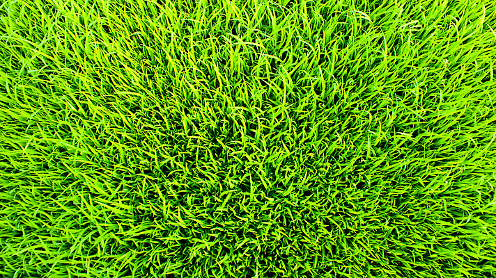 포토 JPG 해외이미지 식물 계절 공원 아시아 음식 백그라운드 잎 농업 자연 벽지 밥 건강 씨앗 잔디 사람없음 야외 초록색 여름 농작물 농장 봄 성장 시골 신선 시리얼 질감 날것 내추럴 논밭 밭일 해외202004 해외포토 공공시설 나라 산업 컬러 밭 논 생태계 파일형식 이미지허브