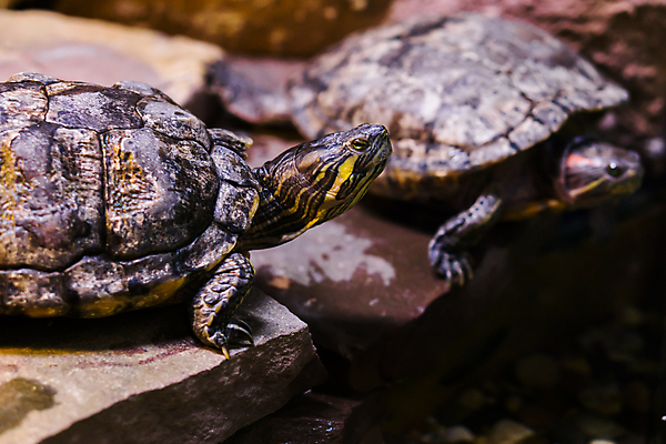 포토 JPG 해외이미지 동물 얼굴 바다 파충류 사람없음 물 반려동물 갈색 노란색 머리 수중 미국 껍질 연못 거북이 습지 땅 무역 수족관 등딱지 이국적 해외202004 해외포토 자연요소 산업 컬러 북아메리카 신체부위 파일형식 이미지허브