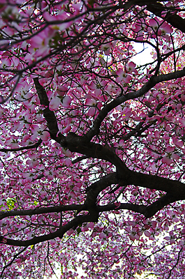 포토 JPG 해외이미지 나무 전통 응시 꽃 지구 잎 자연 지붕 휴가 휴식 풍경 사람없음 야외 목재 초록색 여름 파란색 빛 청춘 농장 환경 침묵 봄 덮개 벚꽃 나뭇가지 시골 신선 고독 숲 땅 장면 천국 완전 해외202004 해외포토 식물 시선 계절 감정 컬러 컨셉 농업 재료 소리 뚜껑 생태계 파일형식 이미지허브