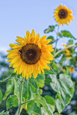 포토 JPG 해외이미지 식물 꽃 백그라운드 밭 농업 자연 하늘 해바라기 사람없음 야외 초록색 여름 파란색 태양 노란색 벚꽃 시골 싱글 해외202004 해외포토 자연요소 계절 산업 컬러 생태계 파일형식 이미지허브