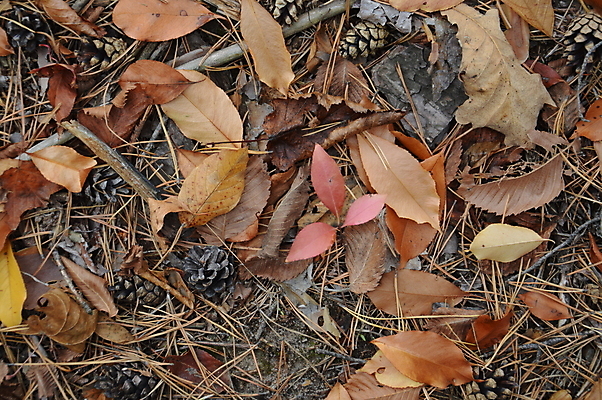 포토 JPG 해외이미지 나무 식물 계절 공원 백그라운드 단풍 잎 오렌지 자연 사람없음 빛 컬러풀 햇빛 노란색 일몰 가을 나뭇가지 황금 숲 질감 내추럴 해외202004 해외포토 공공시설 컬러 과일 태양 노을 생태계 파일형식 이미지허브