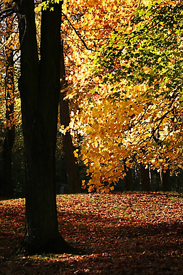 포토 JPG 해외이미지 나무 계절 공원 자연 풍경 사람없음 컬러풀 노란색 산책 가을 큼 루트 방법 해외202004 해외포토 식물 공공시설 컬러 휴식 크기 생태계 파일형식 이미지허브