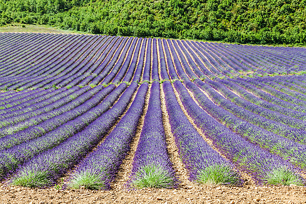포토 JPG 해외이미지 하늘 휴가 파노라마 사람없음 야외 보라색 묘사 라벤더 남쪽 상상력 해외202004 해외포토 꽃 컬러 촬영기법 방향 허브 파일형식 이미지허브