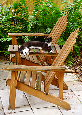 포토 JPG 해외이미지 식물 동물 꽃 가구 잎 의자 자연 흑백 사람없음 야외 목재 여름 반려동물 정원 고양이 뒤뜰 해외202004 해외포토 나무 계절 생활용품 재료 포유류 촬영기법 생태계 파일형식 이미지허브