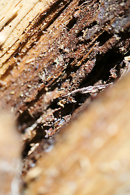 포토 JPG 해외이미지 교육 종이 얼굴 과학 백그라운드 컨셉 생각 추상 아이디어 창조 사람 사람없음 목재 옆모습 머리 환자 마음 시골 퍼즐 질병 뇌 문제 구김 우울증 정신과 지능 타격 편두통 혼란 해외202004 해외포토 나무 뷰포인트 무늬 재료 의학 모션 병원 신체부위 고통 파일형식 이미지허브