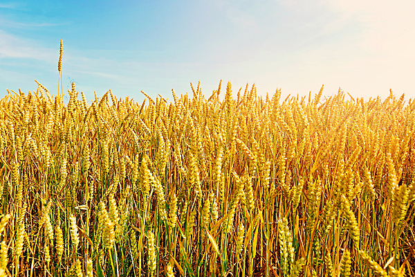 포토 JPG 해외이미지 식물 구름 계절 빵 밭 농업 오렌지 자연 하늘 건강 씨앗 풍경 사람없음 야외 여름 파란색 빛 농작물 컬러풀 햇빛 태양 농장 농경지 노란색 자유 수확 가을 시골 황금 낟알 땅 시리얼 밀 언덕 밀짚 내추럴 밭일 숙성 호밀 해외202004 해외포토 자연요소 산업 음식 컬러 컨셉 과일 곡류 짚 생태계 파일형식 이미지허브