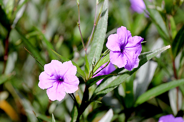 포토 JPG 해외이미지 나무 계절 공원 꽃 분홍색 백그라운드 잎 패턴 자연 사람없음 초록색 여름 컬러풀 정원 침묵 봄 성장 흰색 나뭇가지 질감 정사각형 내추럴 강렬 해외202004 해외포토 도형 식물 공공시설 컬러 무늬 소리 생태계 파일형식 이미지허브